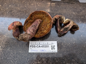  ( - FDS-CA-05251)  @11 [ ] c (2024) Andrew Claassen Fungal Diversity Survey