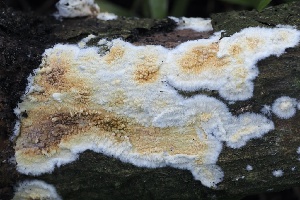  ( - FDS-CA-05058)  @11 [ ] by-nc (2024) Taye Bright Fungal Diversity Survey