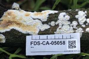  ( - FDS-CA-05058)  @11 [ ] by-nc (2024) Taye Bright Fungal Diversity Survey