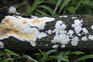 ( - FDS-CA-05058)  @11 [ ] by-nc (2024) Taye Bright Fungal Diversity Survey
