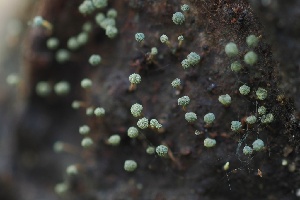  ( - FDS-CA-05087)  @11 [ ] by-nc (2024) Taye Bright Fungal Diversity Survey