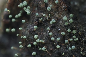  (Talaromyces sp. CA01 - FDS-CA-05087)  @11 [ ] by-nc (2024) Taye Bright Fungal Diversity Survey