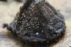  ( - FDS-CA-05087)  @11 [ ] by-nc (2024) Taye Bright Fungal Diversity Survey