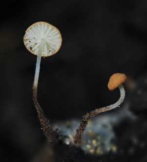  ( - FDS-CA-05065)  @11 [ ] by-nc (2024) Taye Bright Fungal Diversity Survey