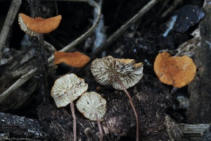  ( - FDS-CA-05065)  @11 [ ] by-nc (2024) Taye Bright Fungal Diversity Survey