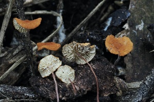  ( - FDS-CA-05065)  @11 [ ] by-nc (2024) Taye Bright Fungal Diversity Survey