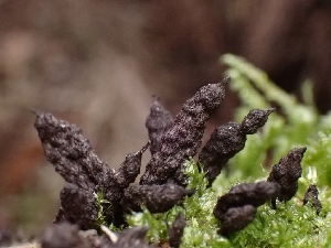  ( - FDS-CA-05103)  @11 [ ] by (2024) Mandy Hackney Fungal Diversity Survey