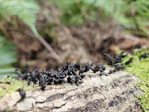  ( - FDS-CA-05103)  @11 [ ] by (2024) Mandy Hackney Fungal Diversity Survey