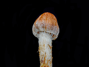  ( - FDS-CA-06752)  @11 [ ] by (2024) Justin Paulin Fungal Diversity Survey