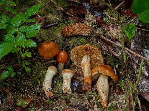  (Aureonarius kroegeri - FDS-CA-06752)  @11 [ ] by (2024) Justin Paulin Fungal Diversity Survey