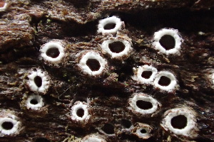  (Stictis sp. CA01 - HAY-F-000440)  @11 [ ] cc-by-nc (2023) Damon Tighe FunDiS