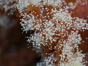  ( - FDS-CA-06601)  @11 [ ] by (2024) Justin Paulin Fungal Diversity Survey