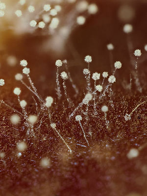  ( - FDS-CA-06601)  @11 [ ] by (2024) Justin Paulin Fungal Diversity Survey