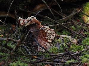  (Amblyosporium - FDS-CA-06601)  @11 [ ] by (2024) Justin Paulin Fungal Diversity Survey