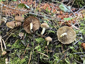  ( - FDS-CA-04832)  @11 [ ] by-nc (2024) Dean Lyons Fungal Diversity Survey