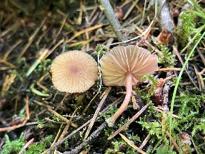  ( - FDS-CA-04831)  @11 [ ] by-nc (2024) Dean Lyons Fungal Diversity Survey