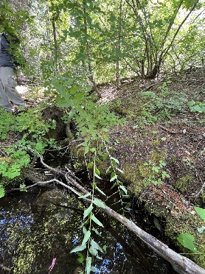  ( - FDS-CA-04831)  @11 [ ] by-nc (2024) Dean Lyons Fungal Diversity Survey