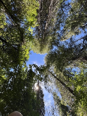  ( - FDS-CA-04831)  @11 [ ] by-nc (2024) Dean Lyons Fungal Diversity Survey