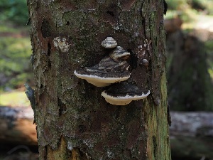  (Fomitopsis ochracea - FDS-CA-06602)  @11 [ ] by (2024) Justin Paulin Fungal Diversity Survey