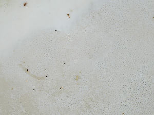  ( - FDS-CA-06602)  @11 [ ] by (2024) Justin Paulin Fungal Diversity Survey