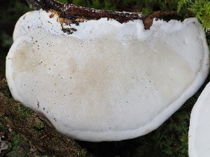  ( - FDS-CA-06602)  @11 [ ] by (2024) Justin Paulin Fungal Diversity Survey