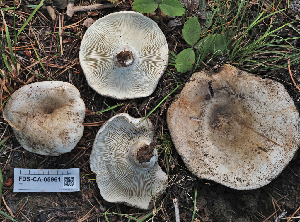  ( - FDS-CA-05961)  @11 [ ] by-nc (2024) Fresno Mycology Society Fungal Diversity Survey