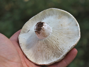  ( - FDS-CA-05961)  @11 [ ] by-nc (2024) Fresno Mycology Society Fungal Diversity Survey