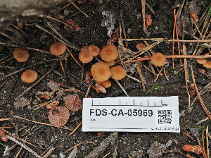  ( - FDS-CA-05969)  @11 [ ] by-nc (2024) Fresno Mycology Society Fungal Diversity Survey