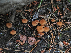  ( - FDS-CA-05969)  @11 [ ] by-nc (2024) Fresno Mycology Society Fungal Diversity Survey