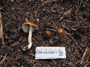  ( - FDS-CA-05971)  @11 [ ] by-nc (2024) Fresno Mycology Society Fungal Diversity Survey