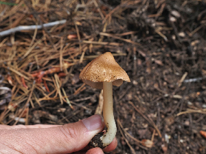 ( - FDS-CA-05971)  @11 [ ] by-nc (2024) Fresno Mycology Society Fungal Diversity Survey