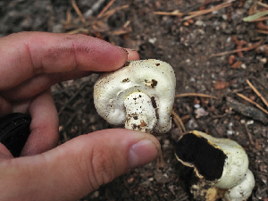  ( - FDS-CA-05977)  @11 [ ] by-nc (2024) Fresno Mycology Society Fungal Diversity Survey