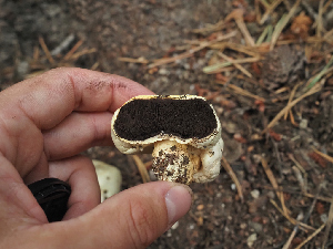  ( - FDS-CA-05977)  @11 [ ] by-nc (2024) Fresno Mycology Society Fungal Diversity Survey