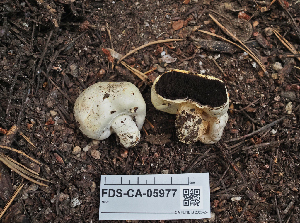  (Agaricus inapertus - FDS-CA-05977)  @11 [ ] by-nc (2024) Fresno Mycology Society Fungal Diversity Survey