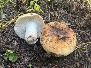  ( - FDS-CA-04868)  @11 [ ] by-nc (2024) Dean Lyons Fungal Diversity Survey