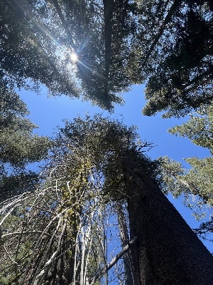  ( - FDS-CA-04868)  @11 [ ] by-nc (2024) Dean Lyons Fungal Diversity Survey
