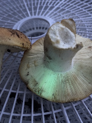  ( - FDS-CA-04868)  @11 [ ] by-nc (2024) Dean Lyons Fungal Diversity Survey