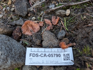  ( - FDS-CA-05790)  @11 [ ] c (2024) Andrew Claassen Fungal Diversity Survey
