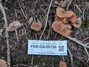  ( - FDS-CA-05790)  @11 [ ] c (2024) Andrew Claassen Fungal Diversity Survey