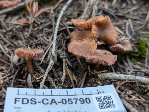  ( - FDS-CA-05790)  @11 [ ] c (2024) Andrew Claassen Fungal Diversity Survey