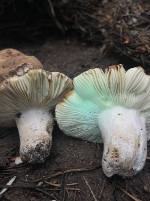  ( - FDS-CA-04833)  @11 [ ] by-nc (2024) Dean Lyons Fungal Diversity Survey