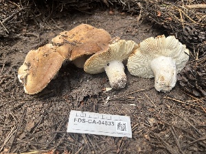  ( - FDS-CA-04833)  @11 [ ] by-nc (2024) Dean Lyons Fungal Diversity Survey