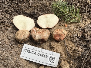  ( - FDS-CA-04849)  @11 [ ] by-nc (2024) Dean Lyons Fungal Diversity Survey
