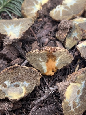  ( - FDS-CA-04848)  @11 [ ] by-nc (2024) Dean Lyons Fungal Diversity Survey
