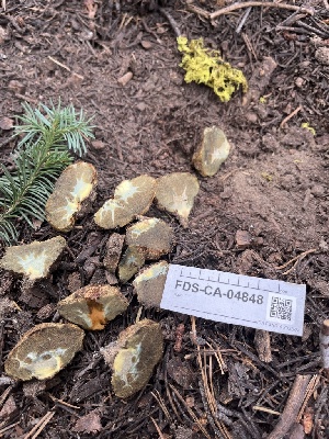  ( - FDS-CA-04848)  @11 [ ] by-nc (2024) Dean Lyons Fungal Diversity Survey