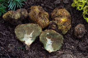  (Gastroboletus ruber - FDS-CA-04848)  @11 [ ] by-nc (2024) Dean Lyons Fungal Diversity Survey
