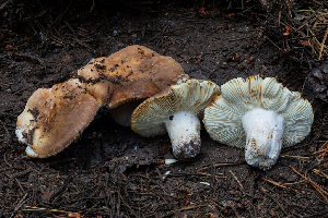  ( - FDS-CA-04833)  @11 [ ] by-nc (2024) Dean Lyons Fungal Diversity Survey
