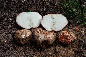  (Rhizopogon cinnamomeus - FDS-CA-04849)  @11 [ ] by-nc (2024) Dean Lyons Fungal Diversity Survey