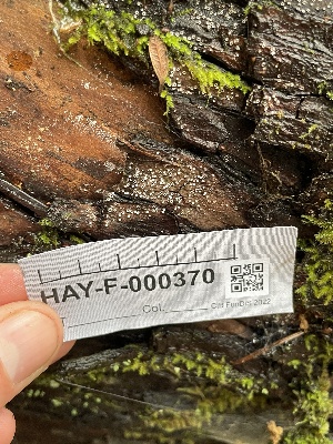  ( - HAY-F-000440)  @11 [ ] cc-by-nc (2023) Damon Tighe FunDiS