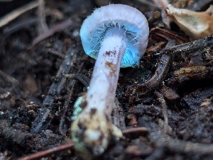  (Inocybe sp. CA07 - FDS-CA-05278)  @11 [ ] c (2024) Andrew Claassen Fungal Diversity Survey